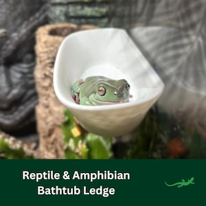 May include: A white ceramic reptile bathtub ledge with a green tree frog resting inside. The frog has red markings on its legs and is centered in the ledge. The text "Reptile & Amphibian Bathtub Ledge" is at the bottom.