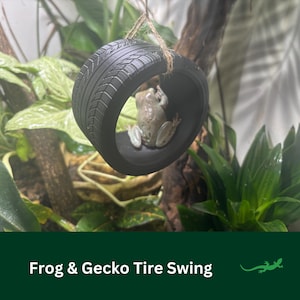 Peut inclure: Une balançoire en pneu noir pour grenouilles et geckos. Le pneu est suspendu à une corde et une grenouille est assise à l'intérieur du pneu.