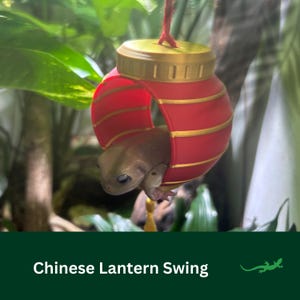 GECKO or FROG Chinese LANTERN Swing, Swinging ledge platform, Crested Gecko Vivarium Decor, tree Frog, Spider, Reptile Gift, Climbing Spot