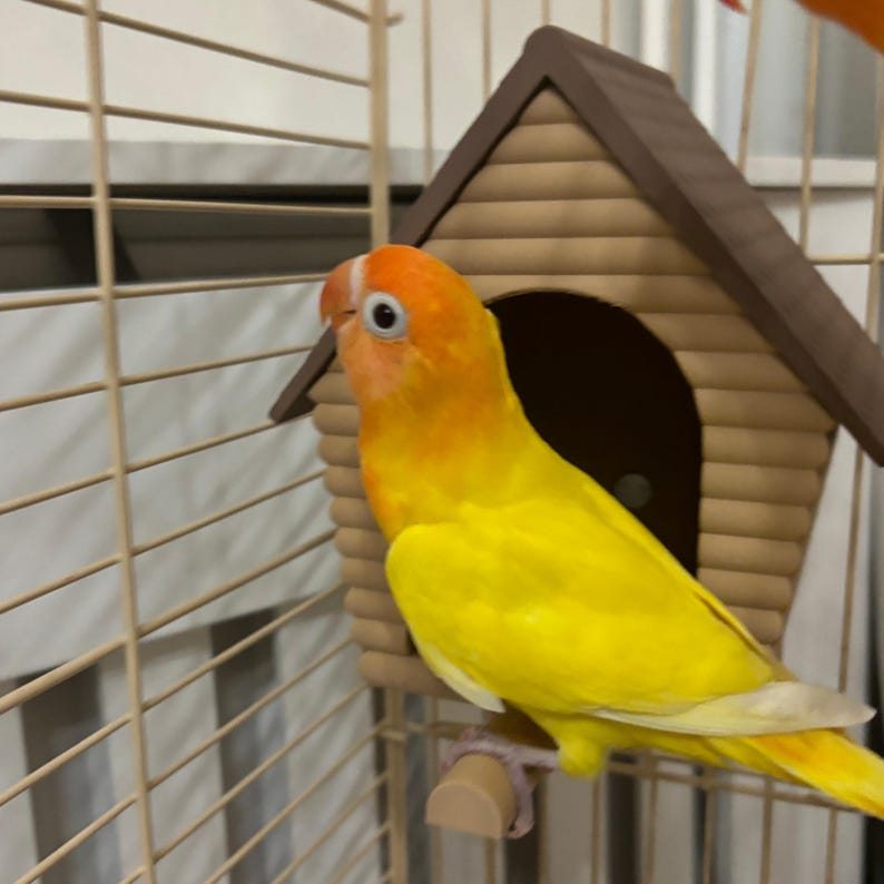 Stunning Parrot Enclosure Cabin image