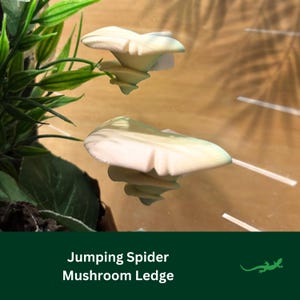 JUMPING SPIDER Mushroom Ledge platform, MAGNETIC Vivarium Decor, Spider Resting Spot, Arachnid Accessory , Micro Gecko, Spood lover Gift