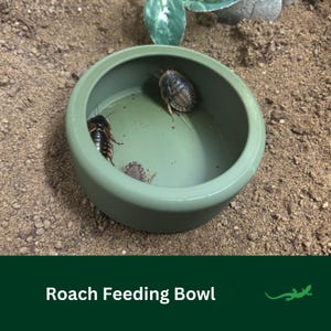 Escape-proof Roach Bowl, LARGE Feeding Reptile Bowl, Frog Feeding Dish, Bug Holding Container for  beardies and amphibians