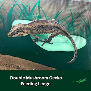 May include: A brown and black gecko perched on a green mushroom-shaped feeding ledge. The ledge is designed for reptiles and has a small, raised platform for food.