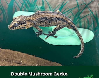 May include: A brown and black gecko perched on a green mushroom-shaped feeding ledge. The ledge is designed for reptiles and has a small, raised platform for food.