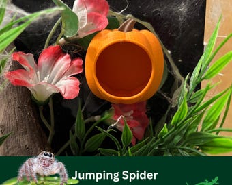 JUMPING SPIDER Pumpkin Hide, MAGNETIC Pet enclosure Accessory, Spider cave, Arachnid Decor, Regal, Micro Gecko, Spood lover Gift