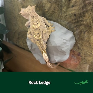 May include: A tan and brown crested gecko perched on a gray rock ledge. The gecko has dark spots and a textured appearance. The image includes the text "Rock Ledge" at the bottom, suggesting a habitat or terrarium accessory.