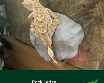 ROCK Ledge Reptile platform, Vivarium Decor, Gift for Crested Gecko, Dart tree Frog, Jumping Spider, Climbing Basking Spot, SUCTION CUPS