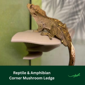 Könnte beinhalten: Ein hellbraunes und graues Crested Gecko sitzt auf einem beigen Eck-Pilz-Ablage für Reptilien und Amphibien.