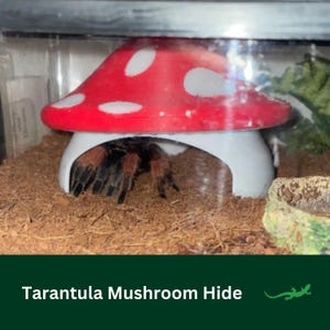 May include: A red and white mushroom-shaped hide for a tarantula. The hide is made of plastic and has a white interior. The tarantula is visible inside the hide.