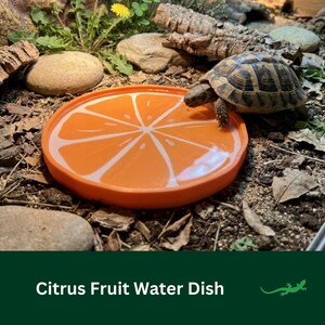 May include: A round, orange water dish shaped like a sliced citrus fruit with white segment patterns. The dish is filled with water and positioned on a dirt surface next to a small tortoise that is drinking from the edge of the orange-coloured bowl.