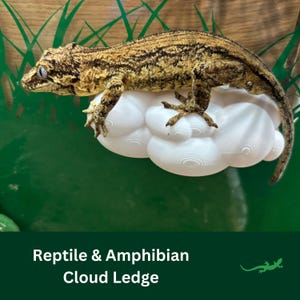 CLOUD Ledge Reptile Plattform, Vivarium Decor, Geschenk für Crested Gecko, Dart Laubfrosch, springende Spinne, Klettern Aalen Ort, SAUGNAPF