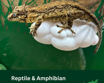 CLOUD Ledge Reptile platform, Vivarium Decor, Gift for Crested Gecko, Dart tree Frog, Jumping Spider, Climbing Basking Spot, SUCTION CUPS