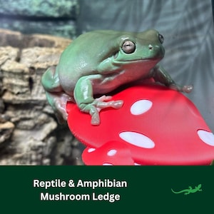 May include: A green tree frog perched on a red mushroom-shaped reptile and amphibian ledge. The ledge has white spots and is made of a soft, flexible material.