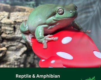 Mushroom FROG Ledge, Vivarium Platform Decor, Gift for Whites tree Frog, Crested Gecko Climbing Spot, Amphibian Accessories - SUCTION CUPS