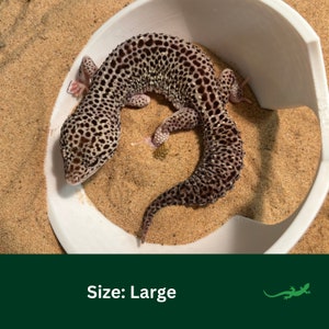 May include: A large leopard gecko with brown and white spots is curled up in a white bowl on a bed of sand.  Size: Large