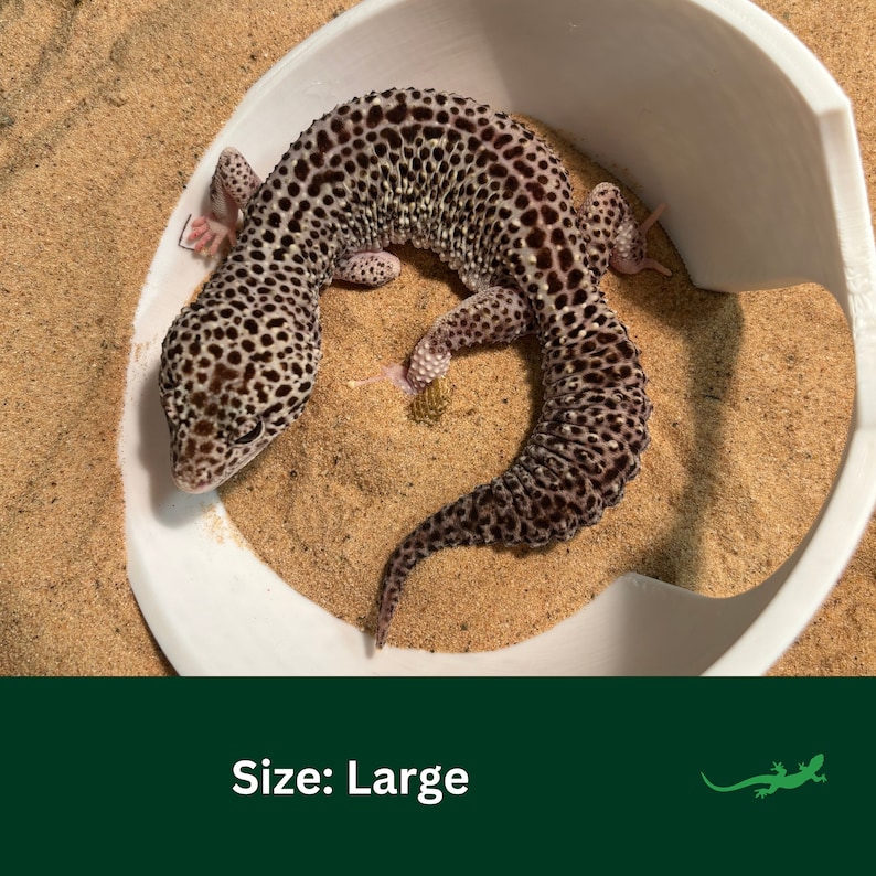 May include: A large leopard gecko with brown and white spots is curled up in a white bowl on a bed of sand.  Size: Large