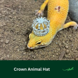 May include: A small yellow lizard wearing a silver crown on its head. The lizard is on a brown dirt background.
