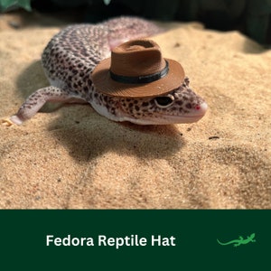 May include: A small lizard wearing a brown fedora hat. The lizard is on a sandy surface.