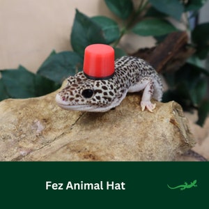 May include: A small red fez hat sits on top of a leopard gecko's head. The gecko is perched on a piece of driftwood.