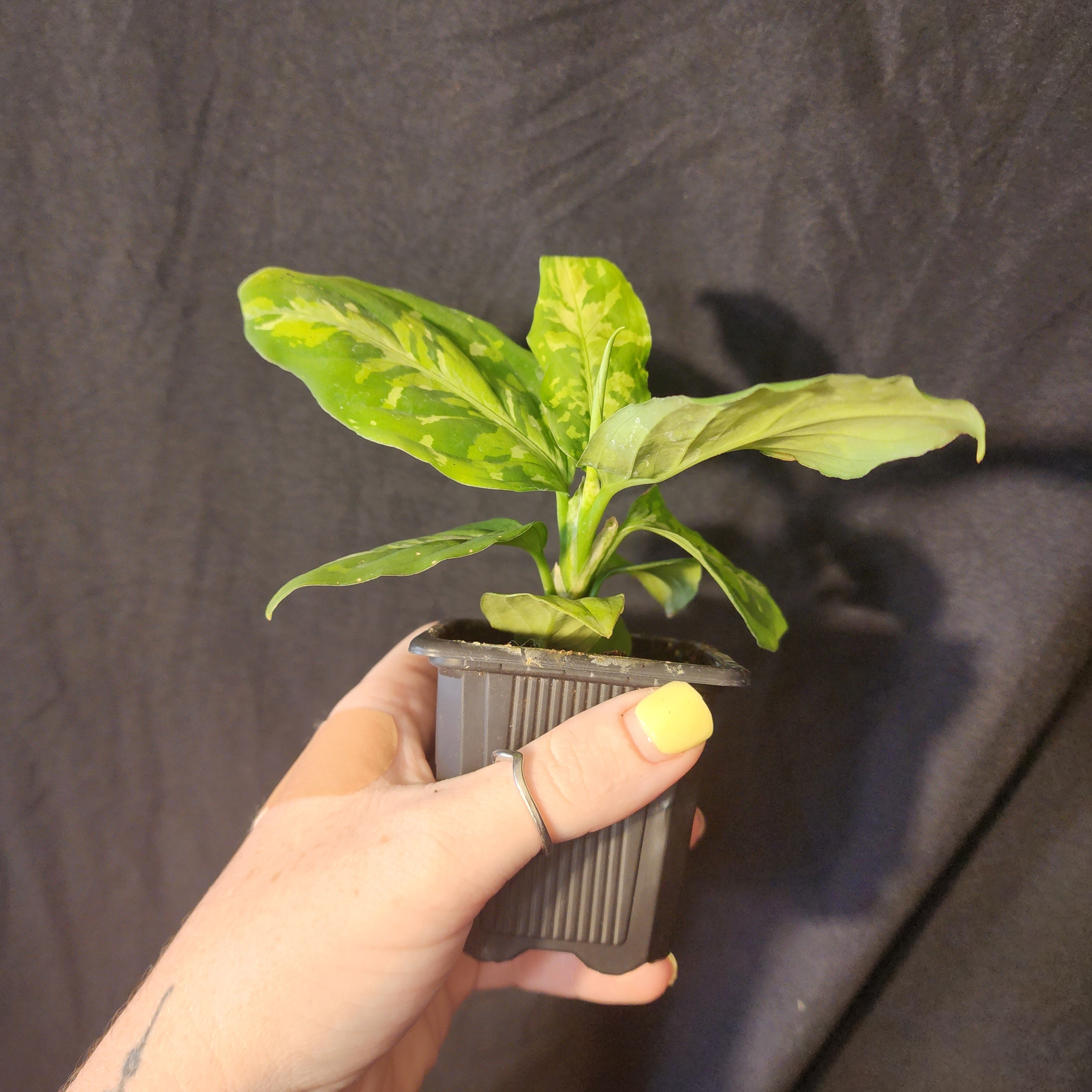 Aglaonema Tricolor Pictum - Etsy