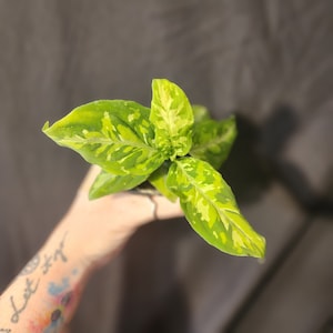 Aglaonema Tricolor pictum