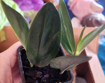 Scindapsus treubii dark form