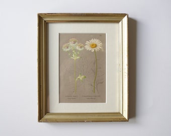 Botanical lithograph with vintage frame | image with two white flowers