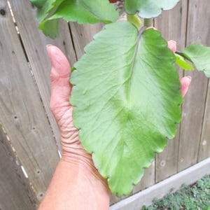 Kalanchoe Pinnata L. Live Plant (Bryophyllym Pinnatum) Miracle Leaf, Leaf of Life, Cathedral Bells; Beneficial Succulent Herb