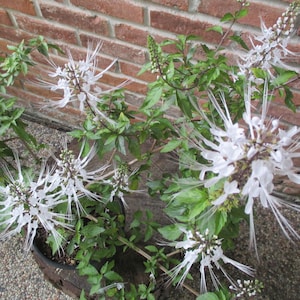 Cat Whiskers Live Plant (Orthosiphon aristatus) Java Tea, Kidney Tea, Beneficial Herb