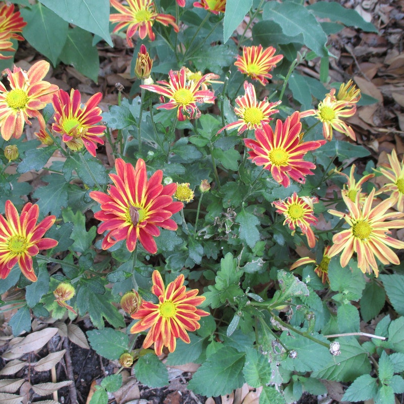 Mini Saphina - Gold Chrysanthemum main image 1