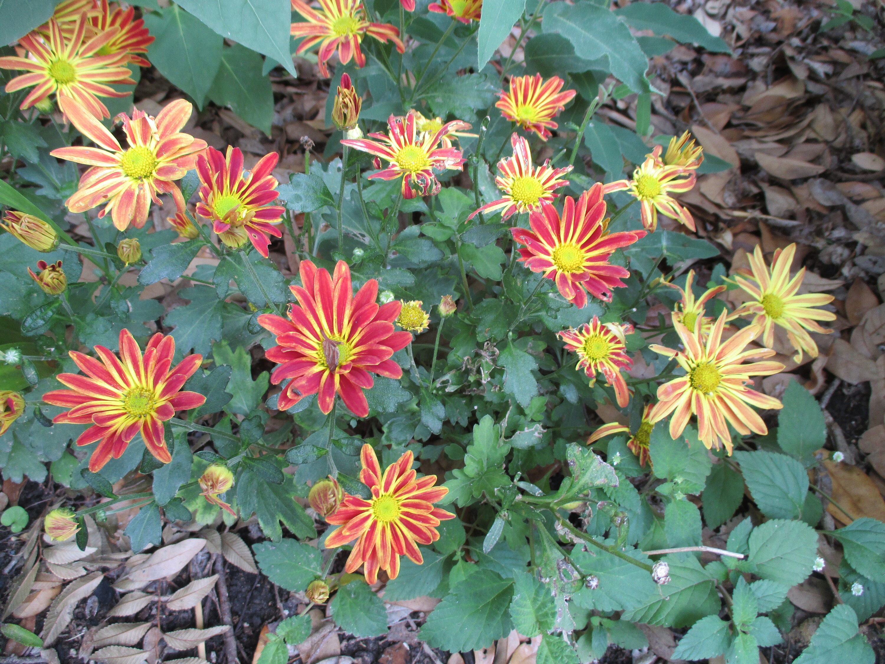 Chrysanthemum Indicum Plant - Etsy, image size:3000x2250