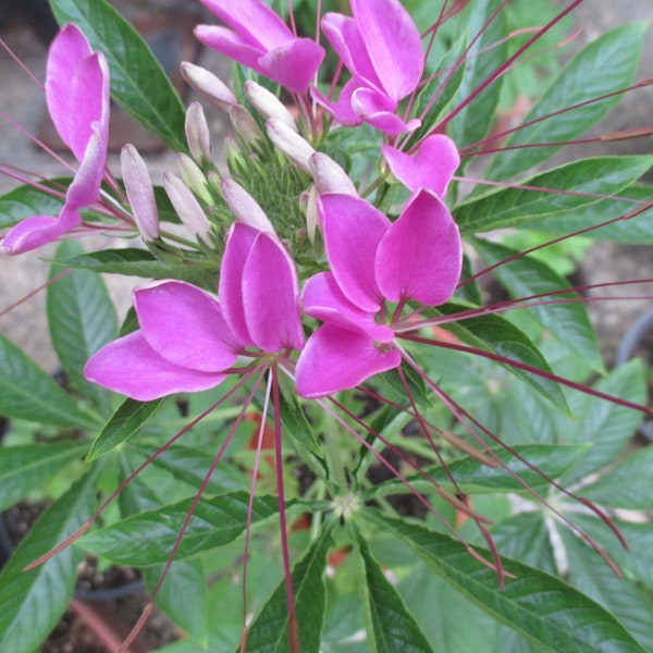 Dwarf Spider Flower Plant (Cleome hassleriana/Cleome spinosa) Spiny Spiderflower/Cleome, Fast Grower, Easy to Grow, Large Stunning Flowers