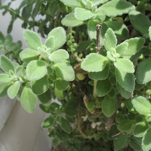 Lebende Wurzelpflanze (Plectranthus tomentosa), Sukkulente Coleus. Heilpflanze.