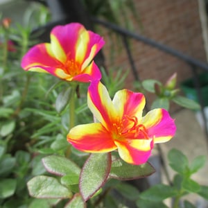 Bi-colored Purslane live plant (Portulaca oleracea)