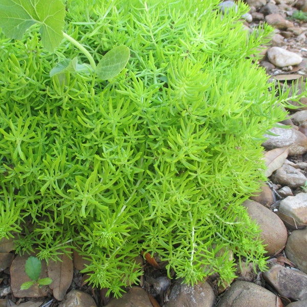 Lemon Ball Sedum (Sedum mexicanum 'Lemon Ball') Live Plant for Ground cover, Boarders, Container Gardens