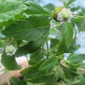 Aztec Sweet Herb live plant (Phyla dulcis/Lippia dulcis/Yerba dulce) Hierba Dulce, Mayan Mint. Edible herb