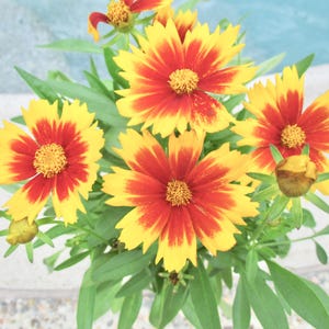 Uptick Large flowered Tickseed live plant (Coreopsis grandiflora) In bloom now