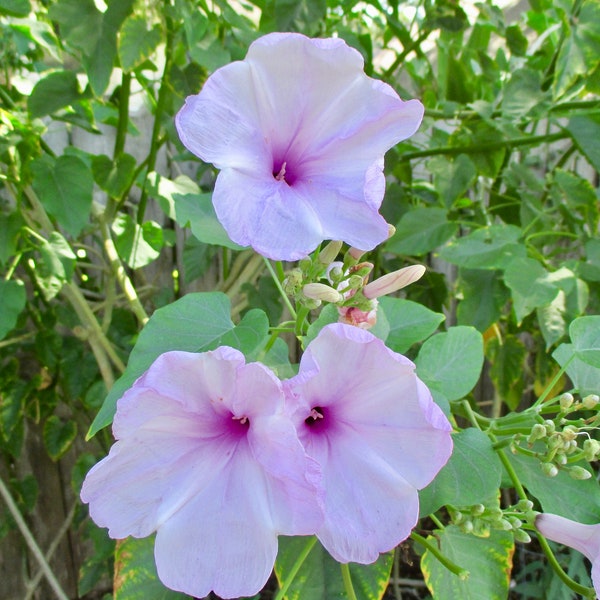Bush Morning Glory Cutting (Ipomoea carnea/Ipomoea fistulosa) with Pink blooms, Easy and Fast Grower for Mother's Day gift.