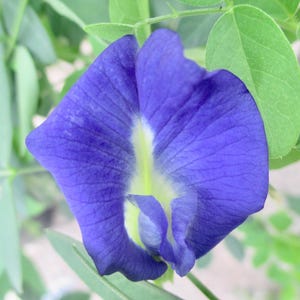 Blue Butterfly Pea live plant (Clitoria ternatea L.) 