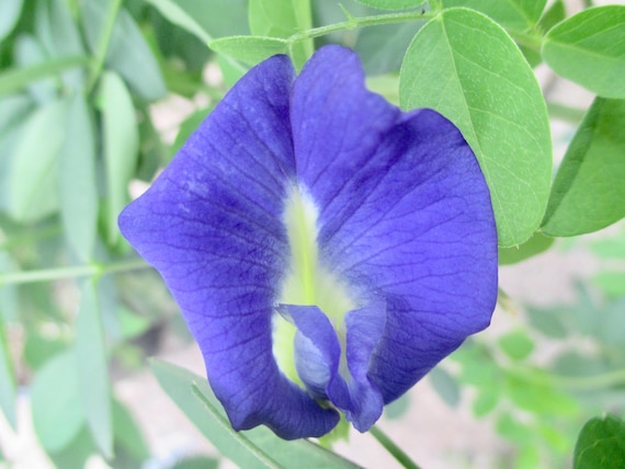 identify a garden plant Encyclopedia of Garden Plants for Every Location  DK