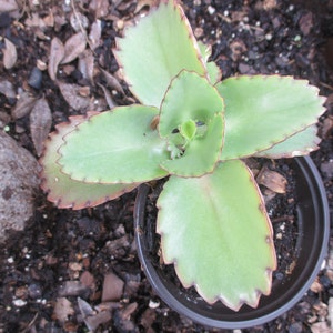 Mother of Thousands Succulent Plant (Kalanchoe Laetivirens), (Bryophyllum laetivirens) Mexican Hat plant, Alligator plant