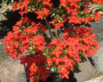 Tropical Red Kalanchoe Blossfeldiana Live Succulent Herb (Blooming Now) for House Plant or Outdoor Garden and in Pots