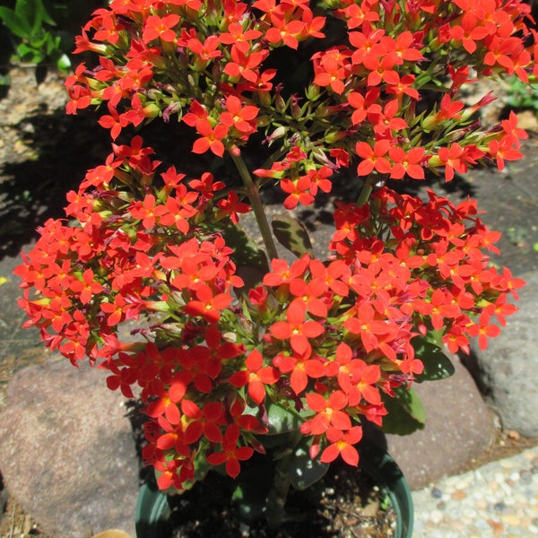 Tropical Red Kalanchoe Blossfeldiana Live Succulent Herb (Blooming Now) for House Plant or Outdoor Garden and in Pots