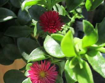 Pink Baby Sun Rose/Ice Plant Heirloom Edible Succulent Herb Blooming Now. (10) 10 inch or longer Plant Cuttings, Easy to grow plant.