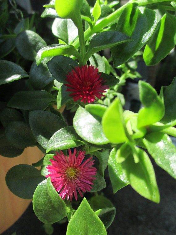 Pink Baby Sun Rose/ice Plant Heirloom Edible Succulent Herb. Cuttings for  Easy Propagation - Etsy