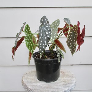 Polka dot Angelwing Begonia (Begonia maculata) Live starter plant