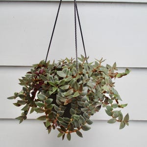 Planta de inicio de enredadera de oso de peluche con raíces vivas (Cyanotis kewensis)