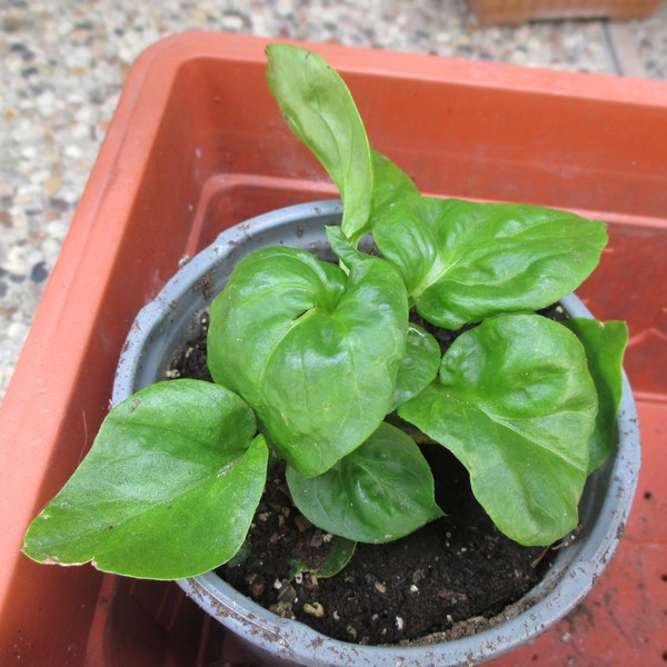 5 Brazilian Spinach Heirloom Cuttings. A Delicious & Nutritious Herb.