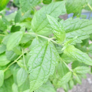 Mexican Dream Herb Live Plant (Calea Zacatechichi) Beneficial Edible Herb for Tea or Bath