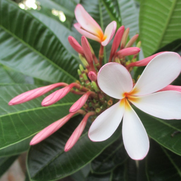 Plumeria obtusa ‘Dwarf Singapore Pink’ Cutting, Frangipani, Fragrant Plumeria, Tropical Plant